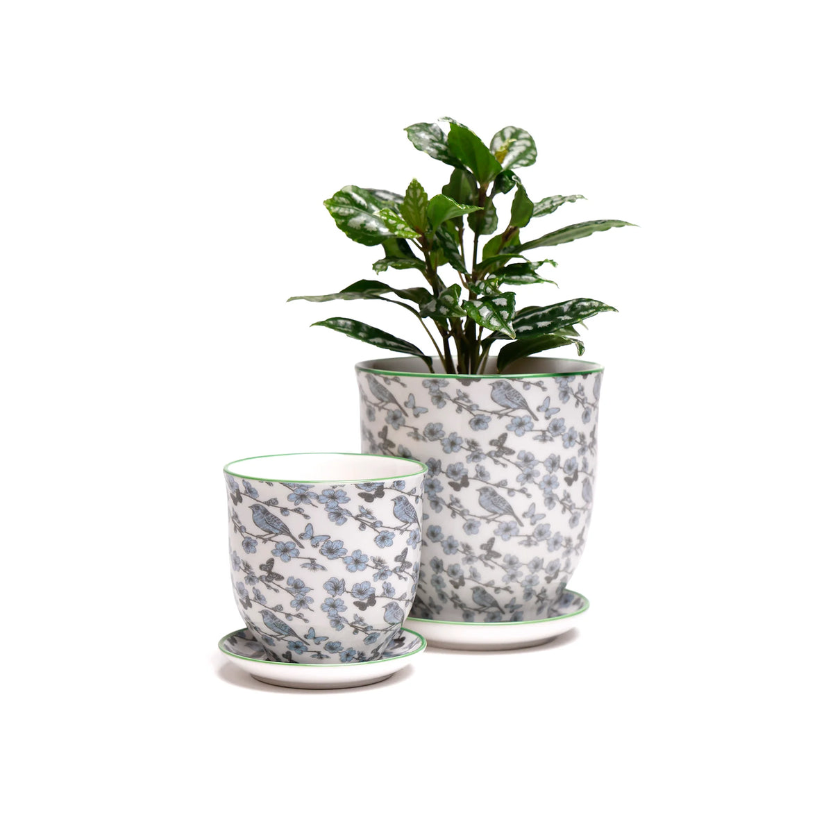 Liberte Indoor Porcelain Plant Pots