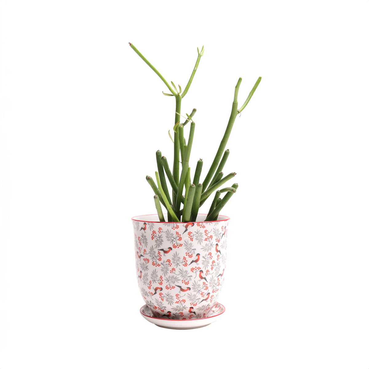 Liberte Indoor Porcelain Plant Pots