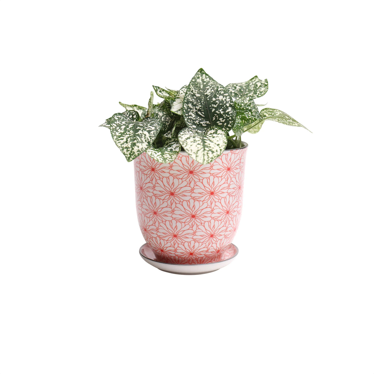 Liberte Indoor Porcelain Plant Pots