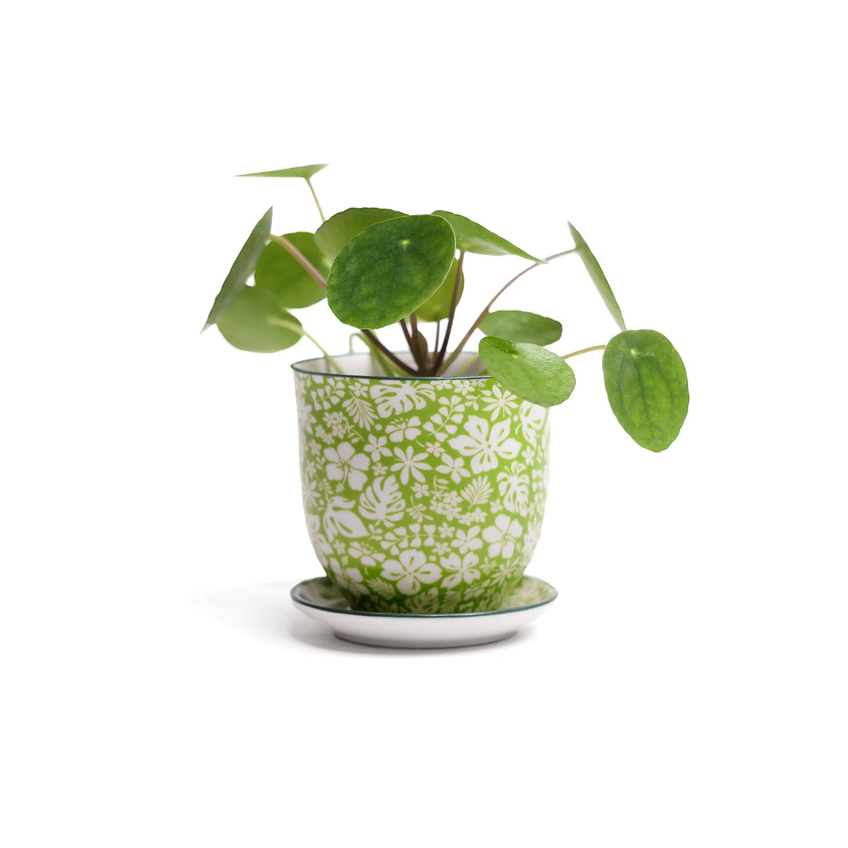 Liberte Indoor Porcelain Plant Pots