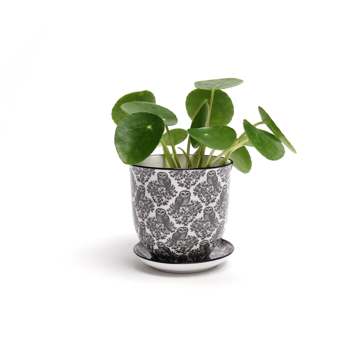 Liberte Indoor Porcelain Plant Pots