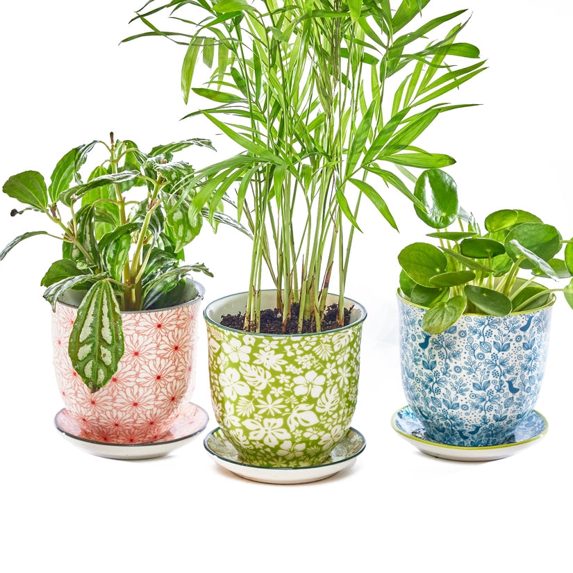 Liberte Indoor Porcelain Plant Pots